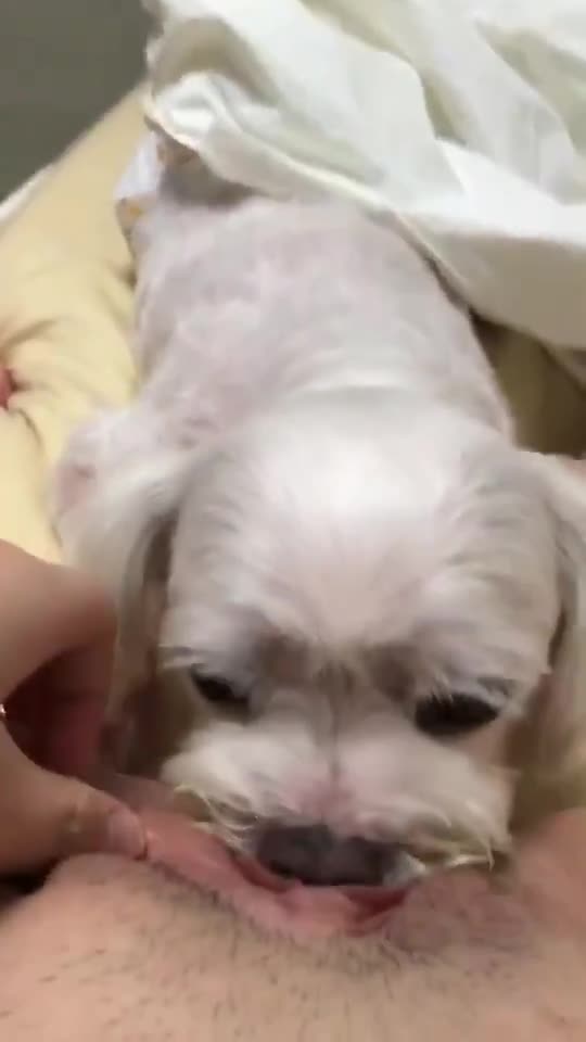 강아지보빨녀 (7) 썸네일